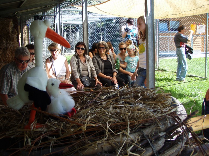 20080824_114316_nvs_storch_uznach.jpg