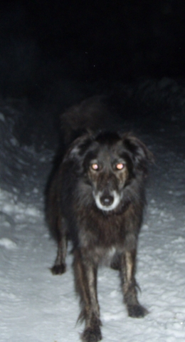 20090221_214902_610_nvs_kaeuzchenpirsch.jpg