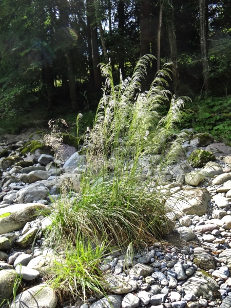 20130720_103729_nvs_sihlputzete_14flussbett.jpg